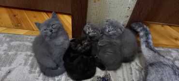 Pişiklər: Britan, Erkək, Dişi, Ünvandan götürmə -da lalafo.az — 5 Pişiklər: Britan, Erkək, Dişi, Ünvandan götürmə — 5