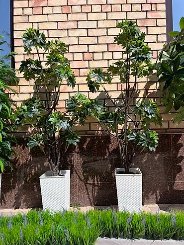 Декоративные цветы: 🌿✨ Mayram Decor.kg – искусственные деревья и цветы в Бишкеке ✨🌿 — 2