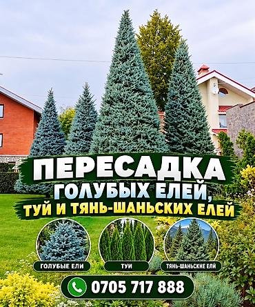 москва бишкек перегон: 🌲 ПРОФЕССИОНАЛЬНАЯ ПЕРЕСАДКА ХВОЙНЫХ ДЕРЕВЬЕВ 🌲 🌿 Выполняем — 1