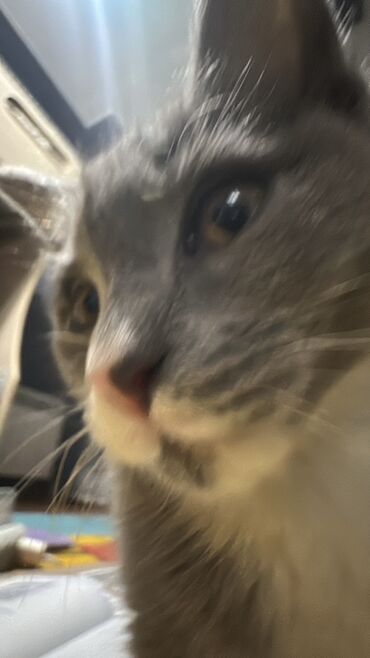 Продажа кошек: Скотиш Страйт (Шотландская прямоухая), 3 месяца, Девочка, Серый, Приучена к лотку at lalafo.kg — 10 Продажа кошек: Скотиш Страйт (Шотландская прямоухая), 3 месяца, Девочка, Серый, Приучена к лотку — 10