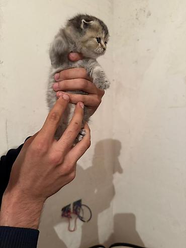 Pişiklər: Şotland — 4