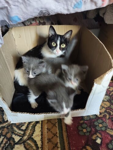 домашний кот: Котята. Отдам в добрые руки. бесплатно