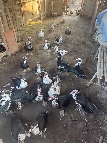 bulbul qusu satisi: 1 KQ - 12 azn lal ördəklər istəyən olsa zəng etsin salyan rayonunda — 3