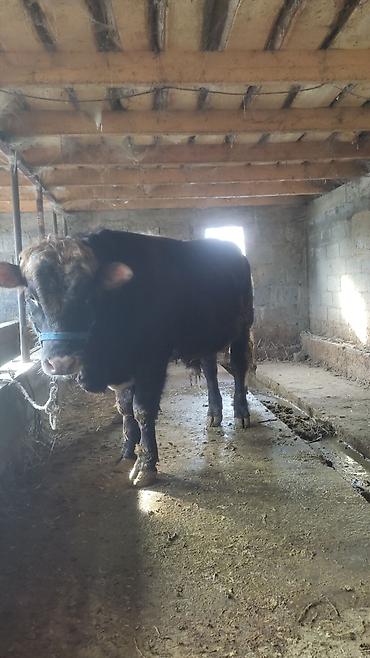 Коровы, быки: Продаю | Бык (самец) | Полукровка | На откорм | Привязанные — 10