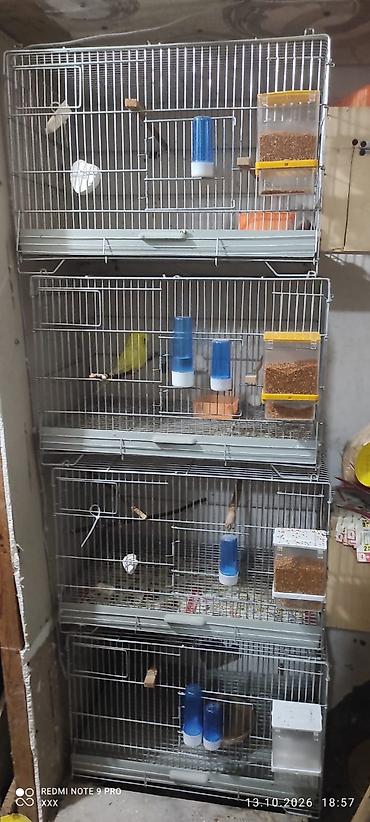 Satilir yeni alinib turk qefesdi paslanmayan usdudeki hermirsey qalir