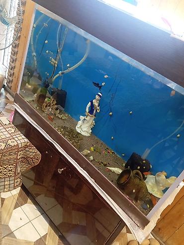 akvarium sumqayit: Böyük ölçülü akvarium komplekti - Şüşə akvarium: təxminən 100–150 — 1