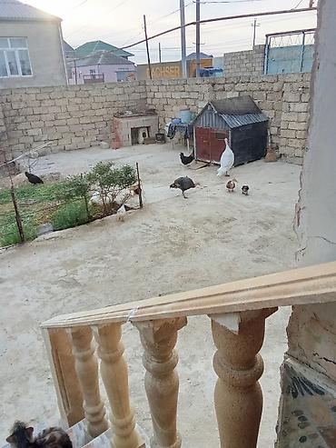 pekin ördeği: Satış: ördəklər - Növlər: müxtəlif cinslər (ağ Pekin tipli, rəngli — 9
