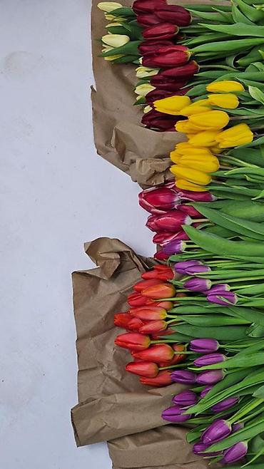 Букеты из живых цветов: Тюльпаны Голландские от 85с ОПТОМ (Район ж/м Кок Жара) ул — 1