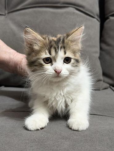 где можно купить котят: Котята ищут новый дом и любящую семью ♥️ Котята приучены к лотку — 5