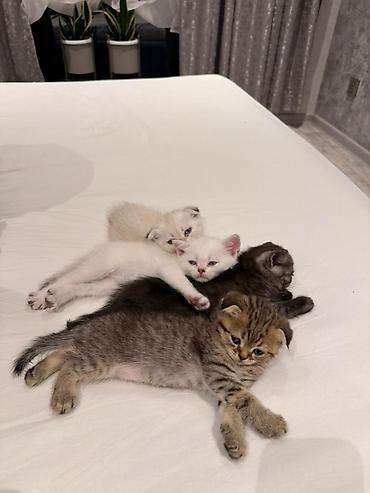british fold: Sevimli Scottish Fold və British tipli pişik balaları - Növlər — 3