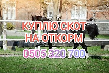 отлов животных: Частное лицо : Коровы, быки, Лошади, кони, | На откорм, Откормленные, Самовывоз — 2
