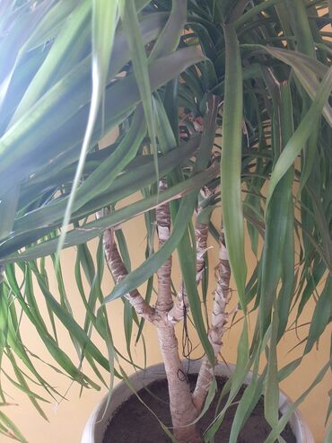 веерная пальма ливистона: Пальма комнотное растение, экзотическое.неприхотливое