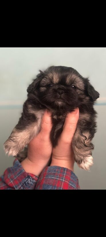 dele heyvan: Pekines, 2 ay, Erkek, Peyvəndli, Ünvandan götürmə