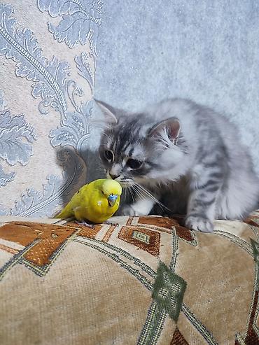 Pişiklər: Britan — 2