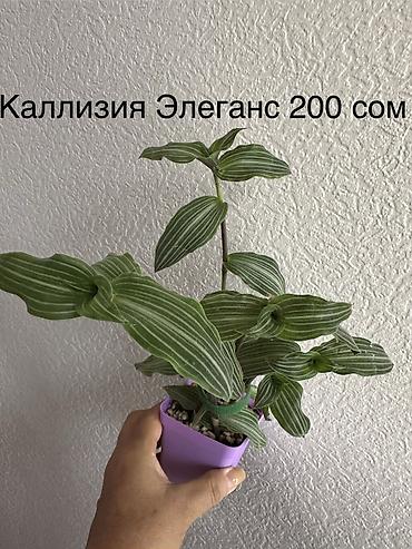 приму в дар комнатные цветы: Укорененные черенки/отростки. Адрес 8 мкр — 4