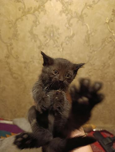 Отдам даром кошку: Отдам, в хорошие руки: беспородные: серые-мальчики: черная-девочка — 1