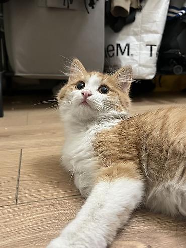 Кошки: Отдаю котят в добрые руки! Возраст 3 месяца. Трехцветная - девочка — 9