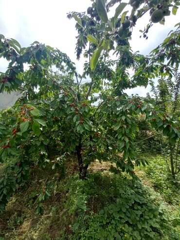 Həyət evləri və villaların satışı: 4 otaqlı, 120 kv. m, Kredit yoxdur, Orta təmir — 9