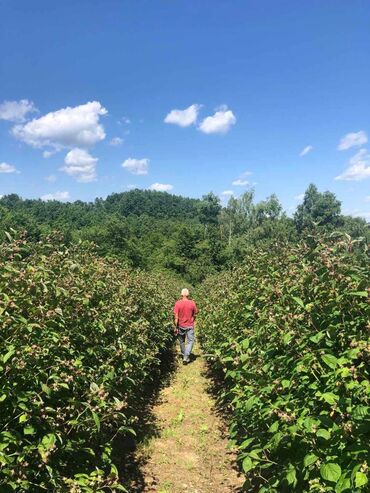 Semena i sadnice: Na prodaju sadnice maline stari Vilamet. Dugogodišnje porodično — 5
