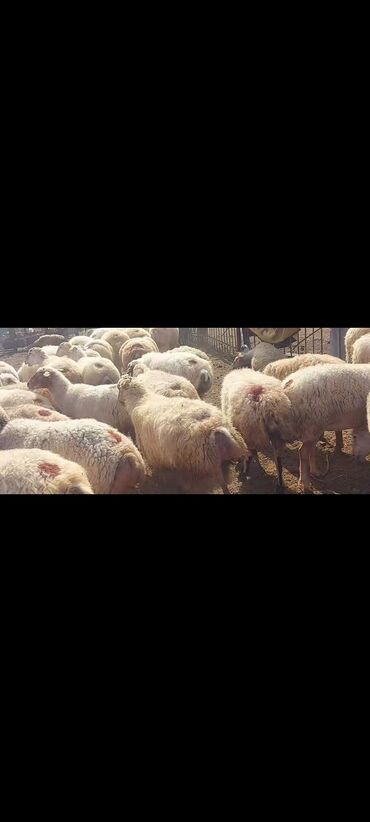 Qoyunlar, qoçlar: Satlır — 6