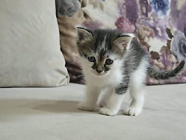 питомец: 1 месяц, Мальчик, Приучена к лотку — 5