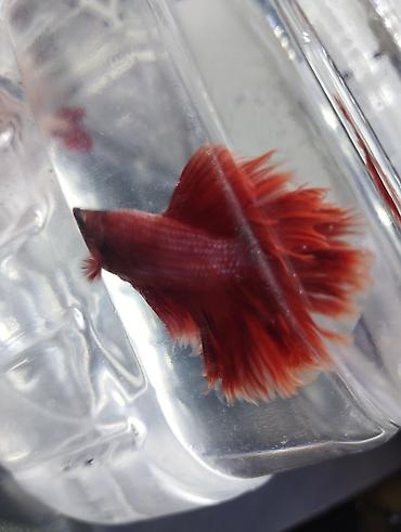akvariumlar: Akvaryum dəsti - Şüşə akvaryum, ön hissəsi yumşaq qövs formalı, üst — 6