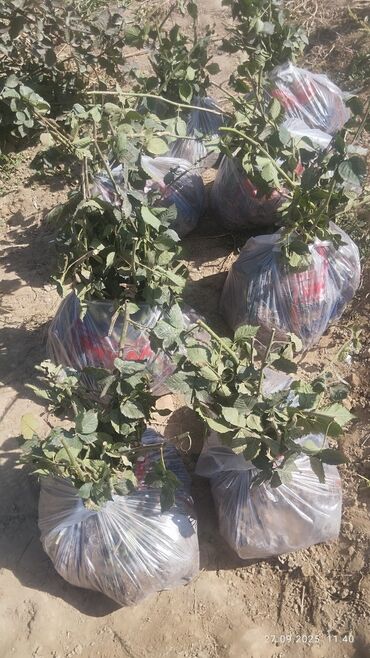 Другие комнатные растения: Саженцы Ежевика безшипная — саженцы с открытой корневой системой сорт — 3