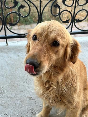 barter itlə: Labrador-retriver, 1 il, Dişi, Ödənişli çatdırılma, Ünvandan götürmə — 2