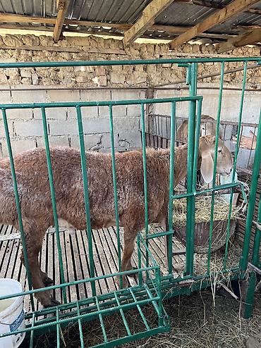 животные кошка: Продаю | Баран (самец) | Арашан | Для разведения | Осеменитель — 4