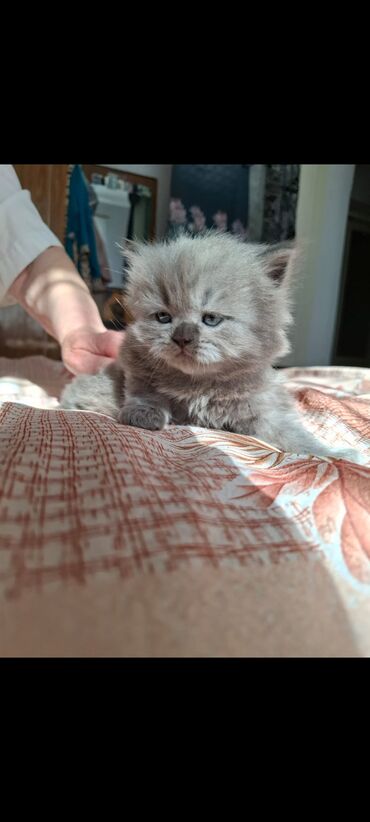 сиамская кошка: Британская короткошёрстная, 1 месяц, Мальчик, Приучена к лотку, Проглистована, С прививками