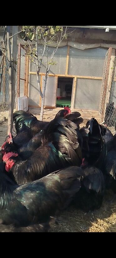 Digər quşlar: Alman cinsi australorp cücə və yumurta sifarişi qəbul olunur. bütün — 4