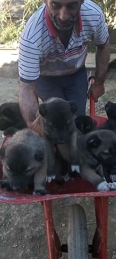 kangal satilik: Kanqal, 2 ay, Erkək, Peyvəndli, Rayonlara çatdırılma, Ünvandan götürmə, Ödənişli çatdırılma — 3