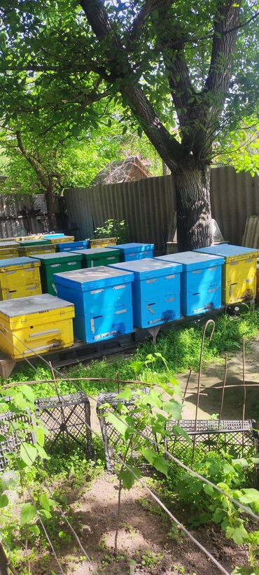 Другой готовый бизнес: Продаётся пасека с пчёлами -40 семей и всё остальное( 2 домика