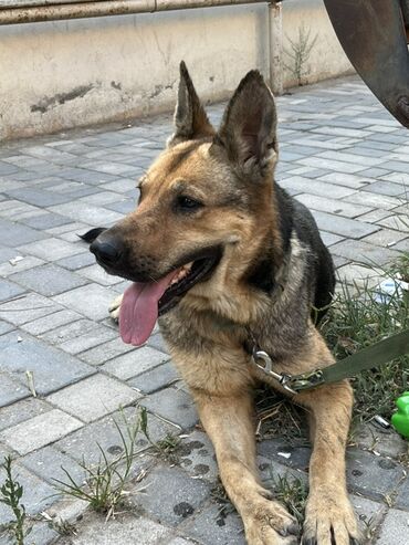 İtlər: Alman çoban iti, 2 il, Dişi, Peyvəndli, Ödənişli çatdırılma