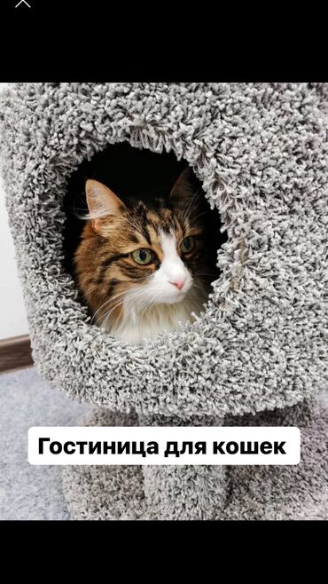 Гостиница для кошек "У Татьяны," предлагает содержание в отдельной