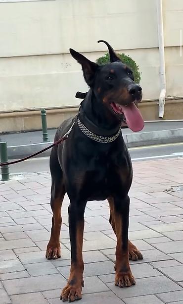 dişi doberman: Doberman, 1 ay, Peyvəndli — 1
