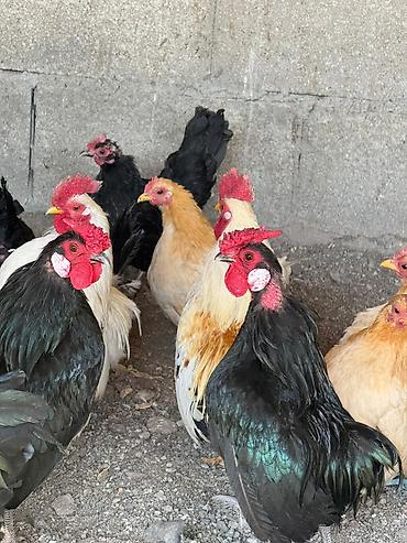 Птицы: На продажу Оптом Количество 22 штуки. Яйца несут. Возраст прошлого — 11