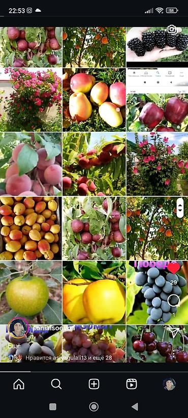 Фрукты и ягоды: Саженцы всех видов — питомник плодово-ягодных культур. Большой — 3