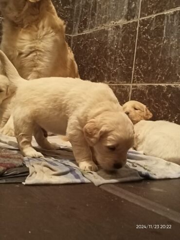 İtlər: Labrador-retriver, 1 ay, Erkek, Ünvandan götürmə