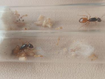 матка пчелы: Camponotus fedtschenkoi - желтые земляные муравьи. Матка - 12-13 мм — 2