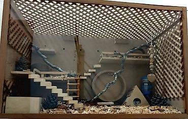 Hamsterlər və hamster evi satılır Bütöv əl işidir. Yaxşı vəziyətdədir lalafo.az -da Hamsterlər və hamster evi satılır Bütöv əl işidir. Yaxşı vəziyətdədir