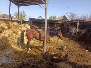 жылкы жаныбар: Продаю | Жеребец | Полукровка | Конный спорт