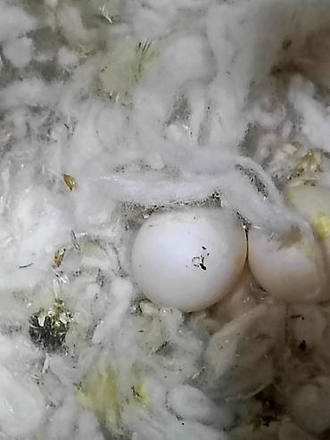 Quşlar: Papuqay Valnisti Hazır cüt, üç gündü yumurtlayır İki yumurtası var — 7