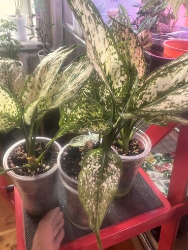 Другие комнатные растения: Комнатные растения — 30