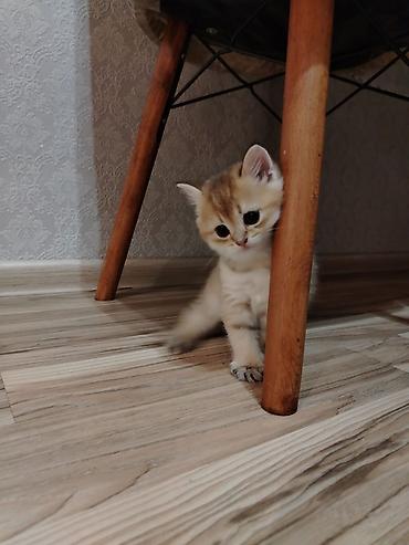 Pişiklər: Qızıl şinşilla, Erkək, Yaxşı əllərə, Ünvandan götürmə — 1