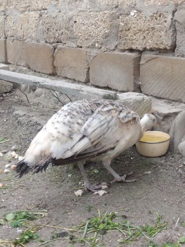 Tovuz quşları: Salam aleykum. Satışda bir dənə qara qanad tovuzquşu fərəsi var. 7 — 3