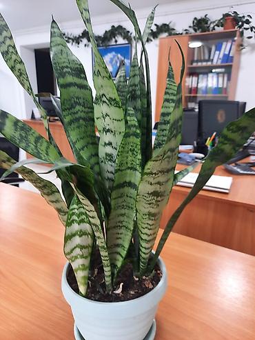 Драцены и Сансевиерии: Сансевиерия (сансевьера, «тещин язык») в горшках. - Варианты сортов — 10