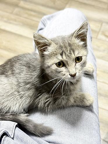 🐾 Маленькая сладкая девочка ищет добрые руки. 🐾 Не для игр !!! Она