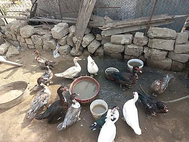 Kənd təsərrüfatı quşları: 13 heyvandi kom 250 manat ünvan şhüvelan tek tek 30 manat — 4
