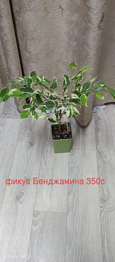 цветок ослиные уши: Комнатные растения в горшках: - Колиус — декоративно-лиственное — 9